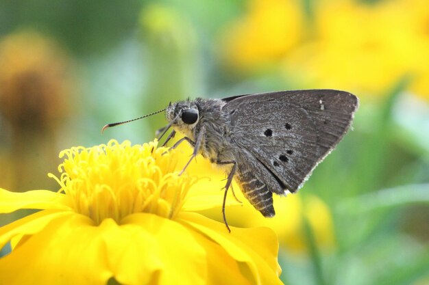 Photo close-up of butterfly pollinating on yellow flower