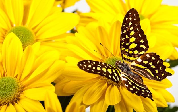 Foto prossimo piano di una farfalla che impollina un fiore giallo
