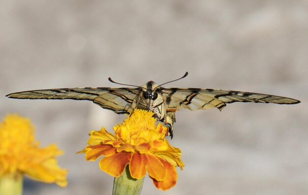 Close-up of butterfly pollinating on yellow flower