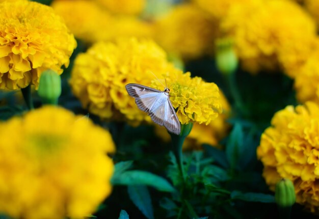 Close-up of butterfly pollinating on yellow flower