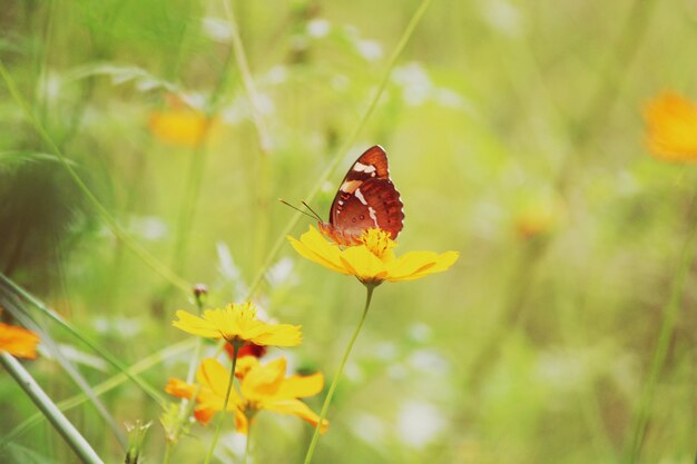 Close-up of butterfly pollinating on yellow flower