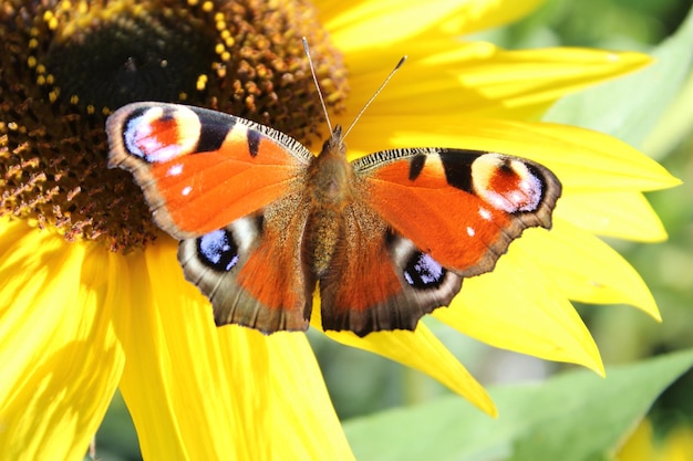 Close-up of butterfly pollinating on yellow flower