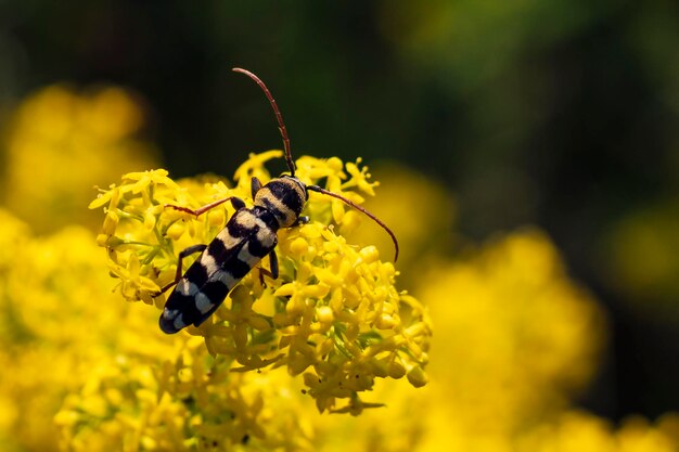 Close-up of butterfly pollinating on yellow flower