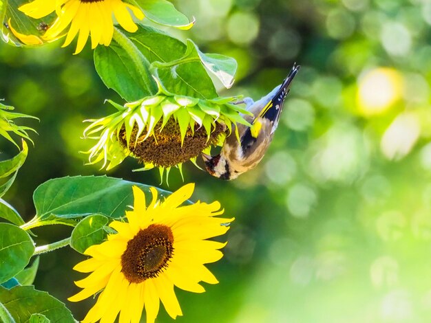 Close-up of butterfly pollinating on yellow flower