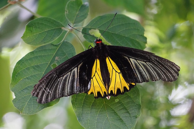 Foto prossimo piano di una farfalla che impollina un fiore giallo