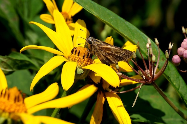 Close-up of butterfly pollinating on yellow flower