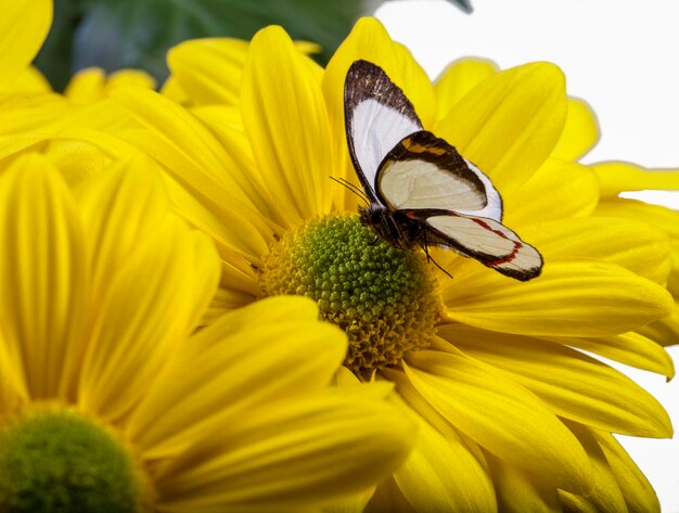 Close-up of butterfly pollinating on yellow flower