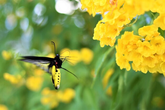 Close-up of butterfly pollinating on yellow flower