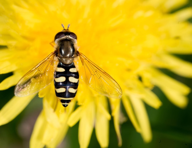 Close-up of butterfly pollinating on yellow flower