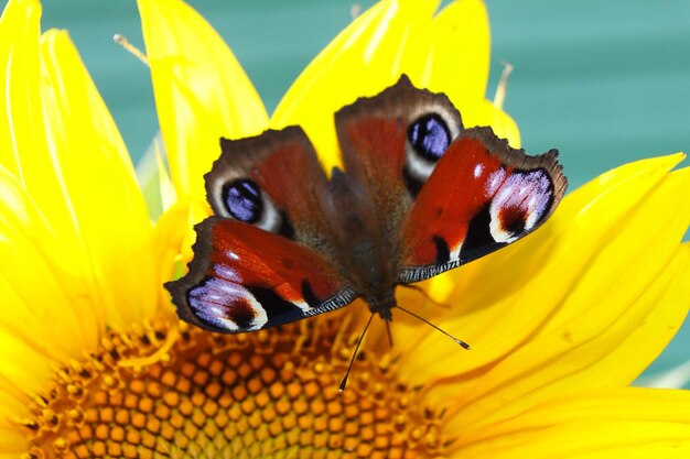 Close-up of butterfly pollinating on yellow flower