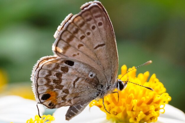 Photo close-up of butterfly pollinating on yellow flower