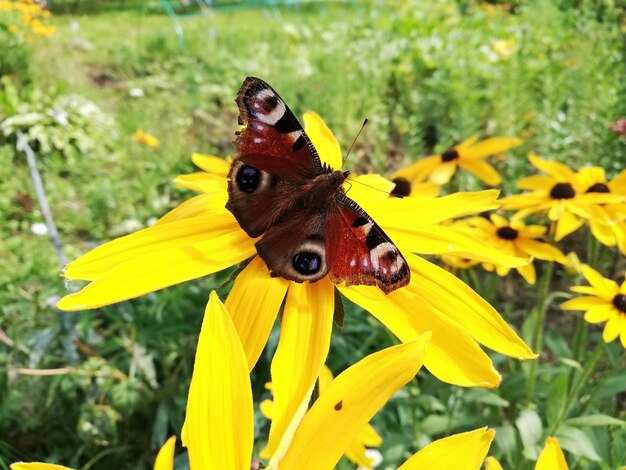 Close-up of butterfly pollinating on yellow flower