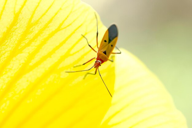 Close-up of butterfly pollinating on yellow flower