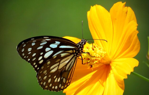 Close-up of butterfly pollinating on yellow flower