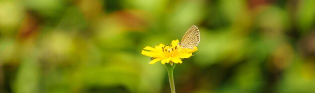Photo close-up of butterfly pollinating on yellow flower