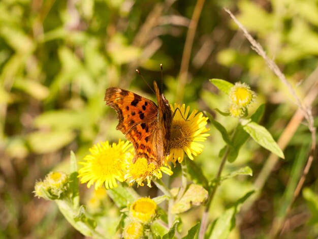 Close-up of butterfly pollinating on yellow flower