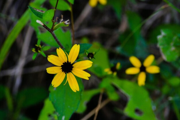 Close-up of butterfly pollinating yellow flower