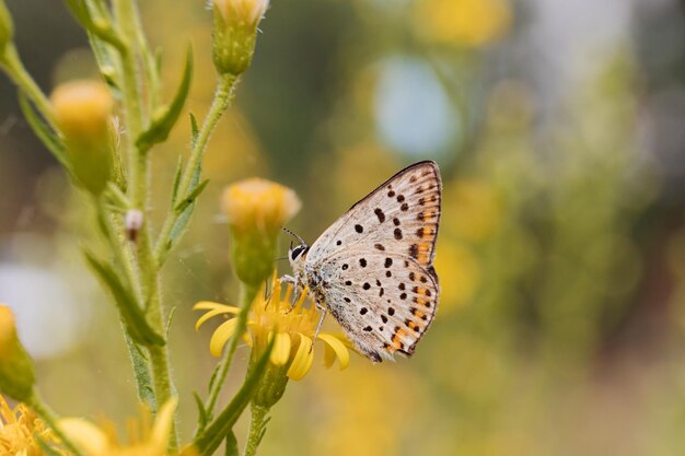 Close-up of butterfly pollinating on yellow flower