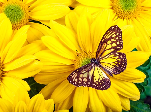 Close-up of butterfly pollinating on yellow flower