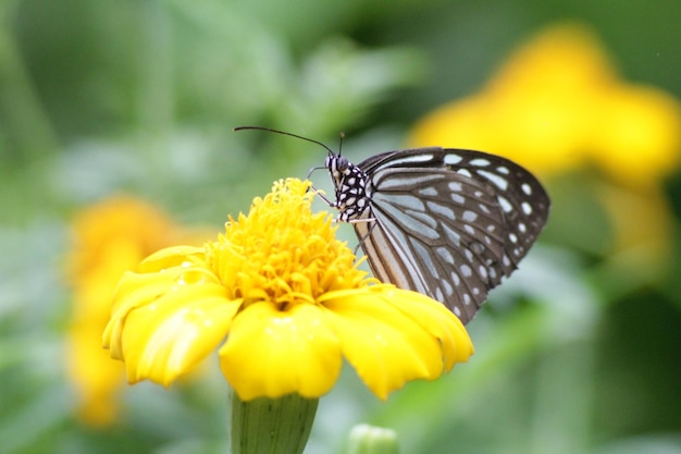 Photo close-up of butterfly pollinating on yellow flower