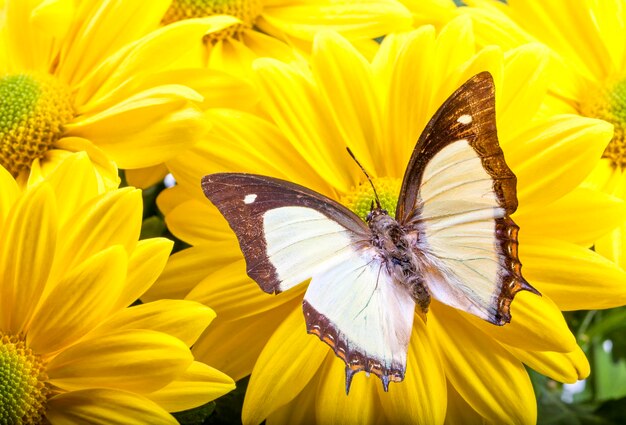 Close-up of butterfly pollinating on yellow flower