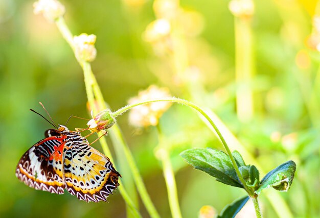 Photo close-up of butterfly pollinating