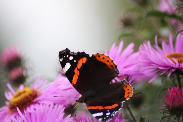 Close-up of butterfly on purple coneflower