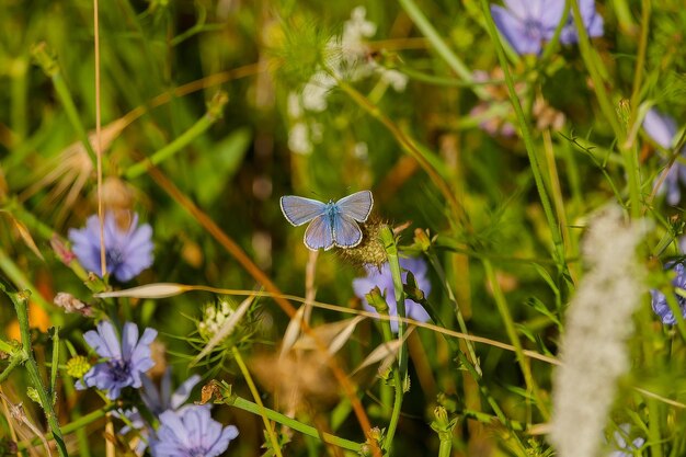 Close-up of butterfly on purple flower on field