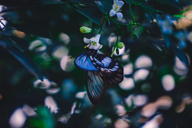 Photo close-up of butterfly on purple flower