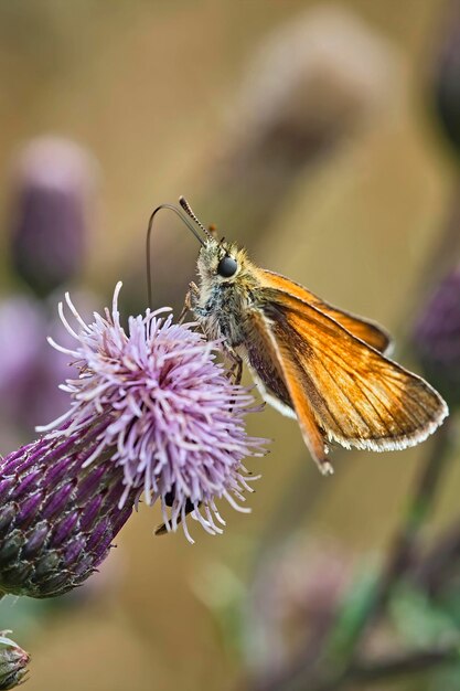 Foto prossimo piano di una farfalla su un fiore viola