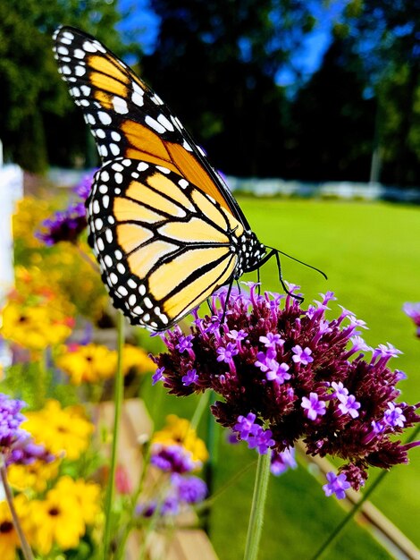 Close-up of butterfly on purple flower