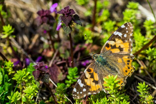 Photo close-up of butterfly on purple flower