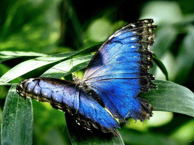 Close-up of butterfly on purple flower