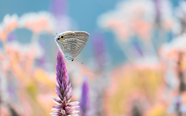 Photo close-up of butterfly on purple flower