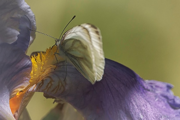 Photo close-up of butterfly on purple flower