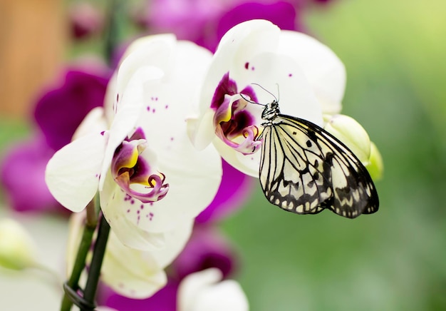 Photo close-up of butterfly on purple flower