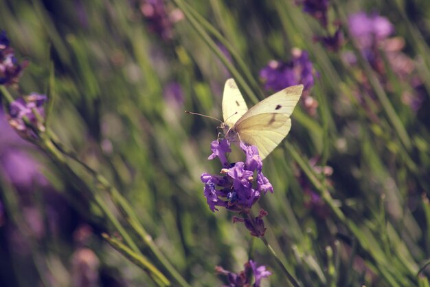 Close-up of butterfly on purple flower