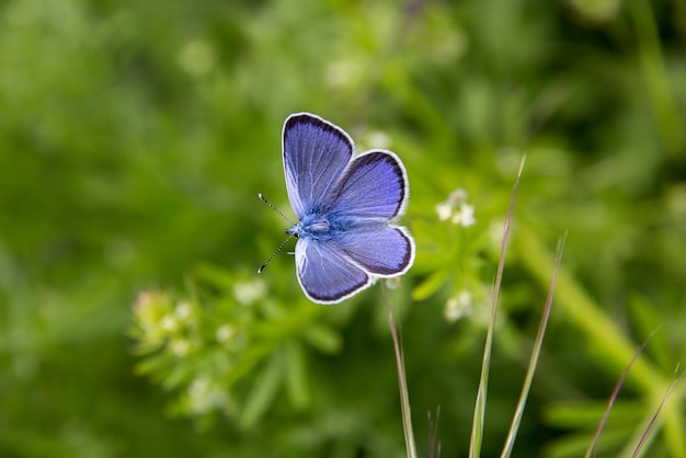 Close-up di una farfalla su un fiore viola