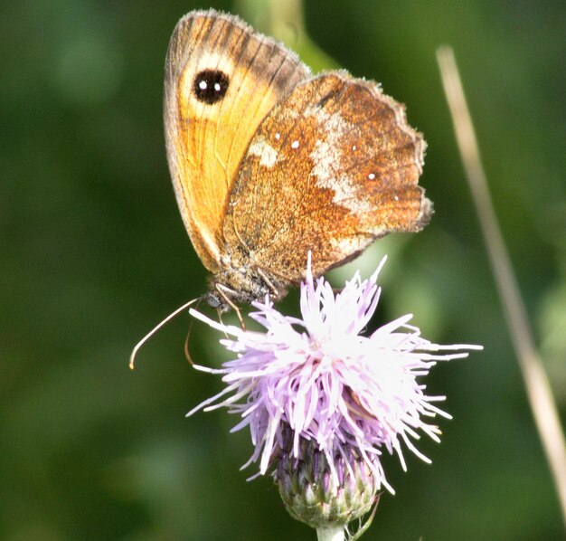 Close-up of butterfly on purple flower