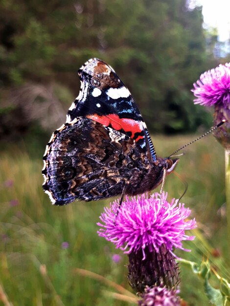 Foto prossimo piano di una farfalla su un fiore viola