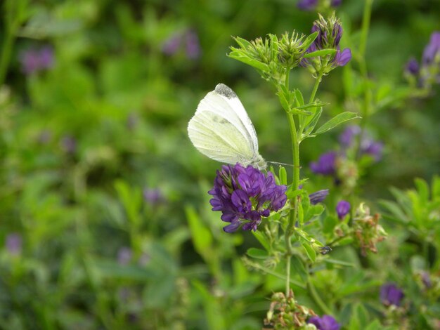 Photo close-up of butterfly on purple flowering plant