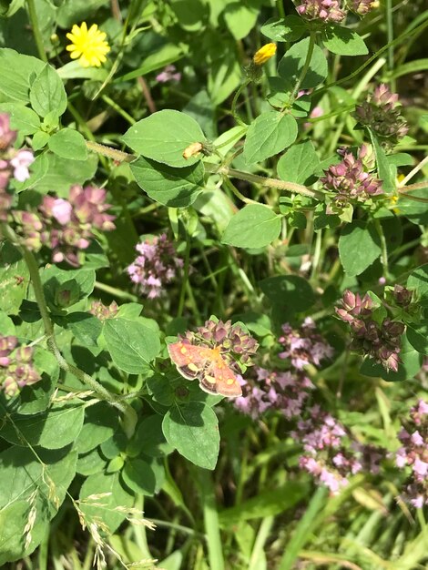 Close-up of butterfly on purple flowering plant