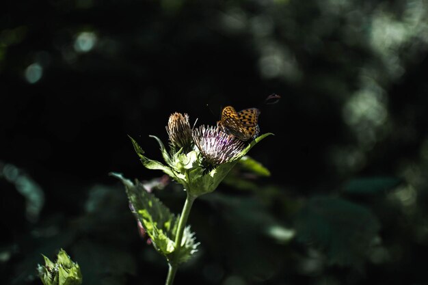 보라색 꽃이 피는 식물 에 있는 나비 의 클로즈업