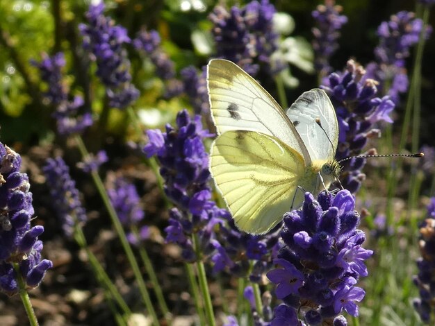 Close-up of butterfly on purple flowers