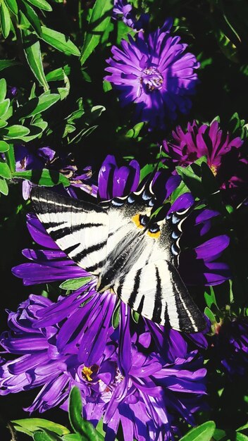 Close-up of butterfly on purple flowers