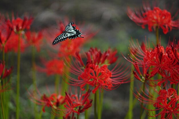 Close-up of butterfly on red flower