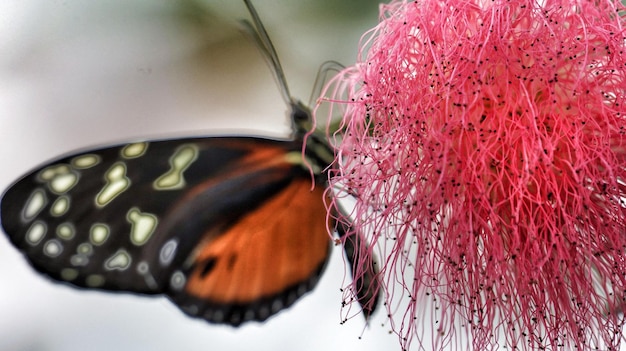 Foto prossimo piano di una farfalla su un fiore rosso