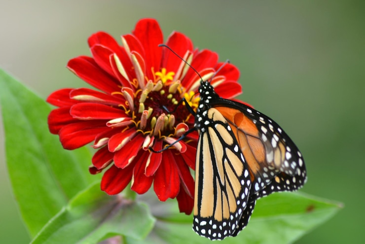 Photo close-up of butterfly on red flower