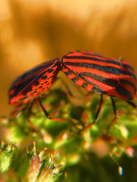 Close-up of butterfly on red flower