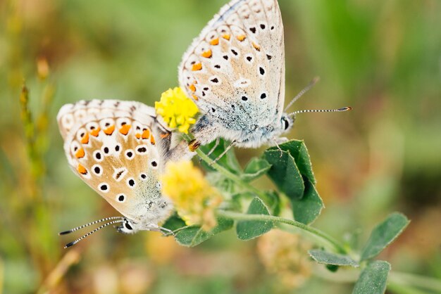 Close-up on butterfly reproduction close-up on butterfly abdomen